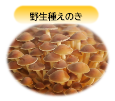 乾燥 野生種えのき 15g | キノコ村 産地直送便