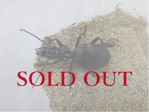 南アフリカ産 Anthia maxillosa ♂50mm ペア 中国美術☆睡虎地秦墓竹簡☆文物出版社☆1990年