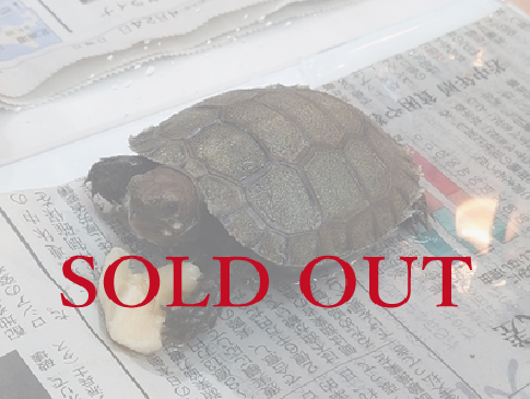 エミスムツアシガメ スマトラ | スコープ