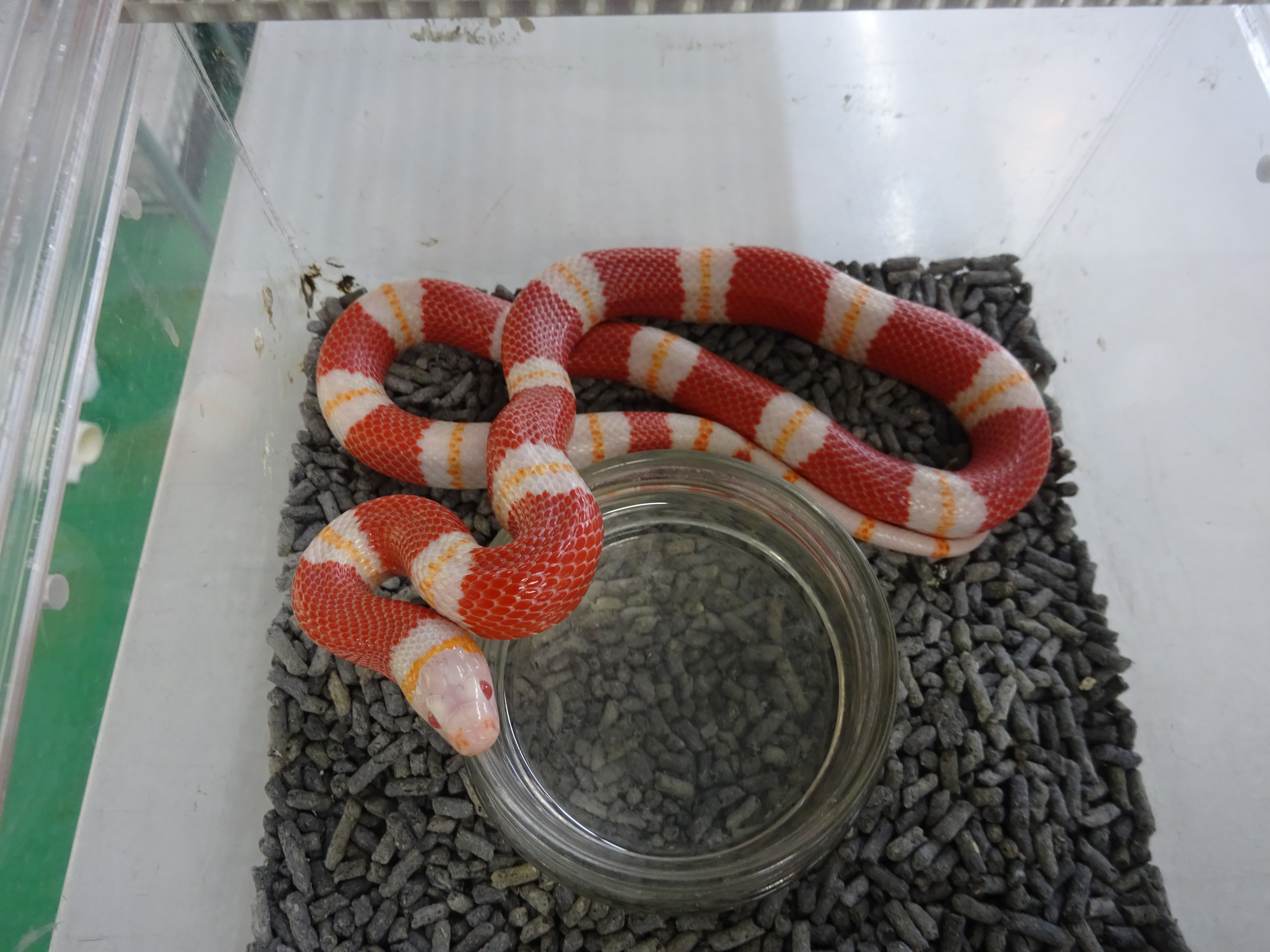 アルビノネルソンミルクスネーク ♂ | スコープ