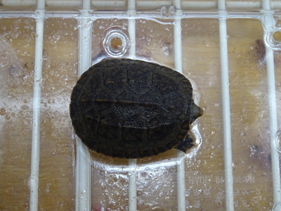 サルヴィニーオオニオイガメ　CBベビー