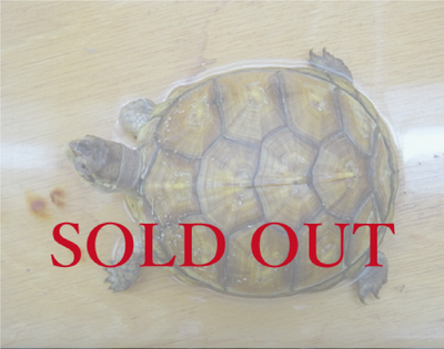 ミツユビハコガメ CB