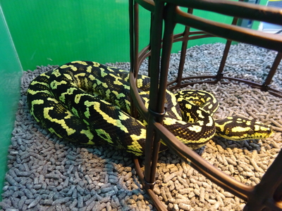 ジャングルカーペットパイソン　♀