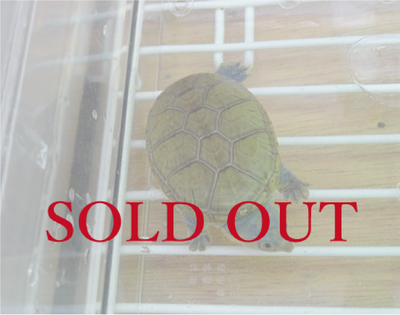 ハラガケガメ ジャイアントフォーム ベビー