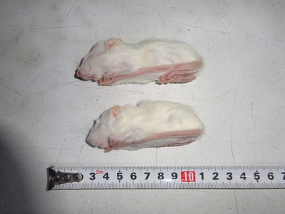 冷凍ラットホッパー