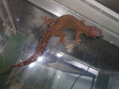 ニシキビロードヤモリ　アダルトペア