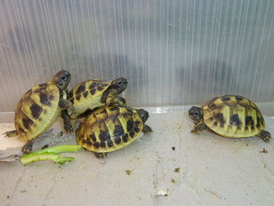 ヒガシヘルマンリクガメ 　ベビーCB