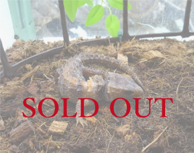 モトイカブトトカゲ ハイポ WC