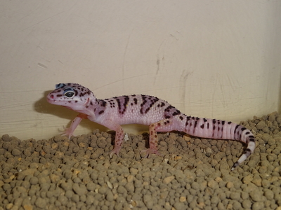 アフガンヒョウモントカゲモドキ　CBペア