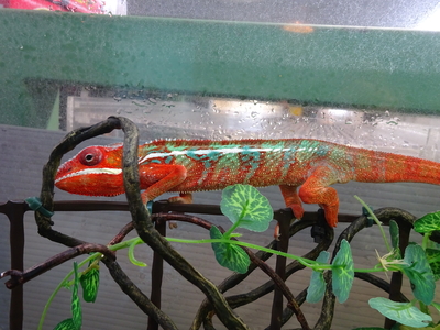 パンサーカメレオン アンビローブ　国内CB