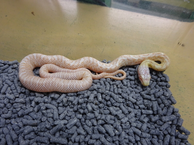 アルビノクナシリアオダイショウ  ベビー　2025