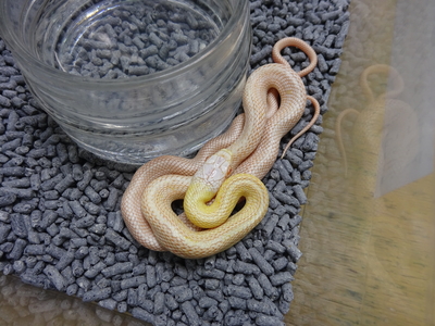 アルビノクナシリアオダイショウ 　パターンレス　ベビー　2025