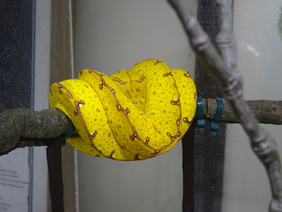 グリーンパイソン CBベビー　ジャヤプラ