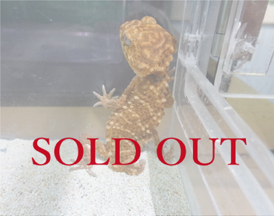 オニタマオヤモリ　ペア　チェコCB