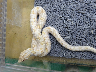 セイブシシバナヘビ アルビノアークティックアナコンダ　phスノー　2023CB♂