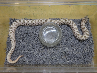 セイブシシバナヘビ スーパーアークティック　2023CB♂