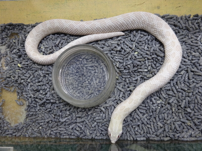 セイブシシバナヘビ スノー　2023CB♂