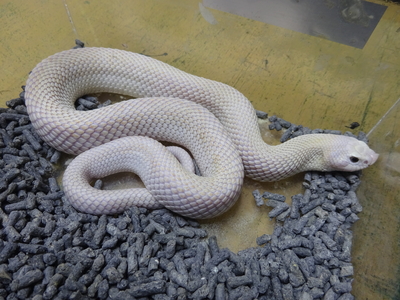 セイブシシバナヘビ リューシスティック　2023CB♂