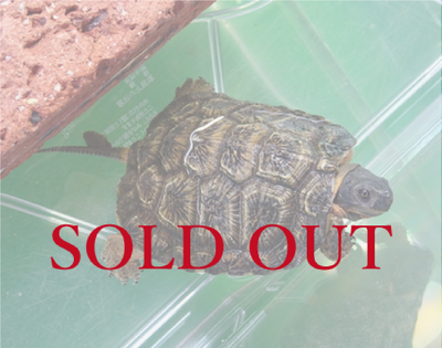 モリイシガメ　CB