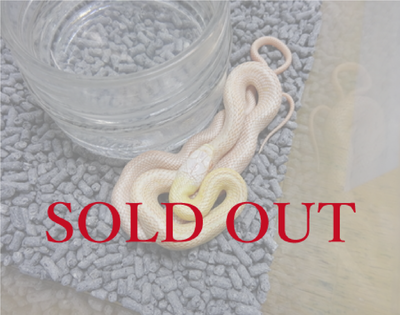 アルビノクナシリアオダイショウ 　パターンレス　ベビー　2025