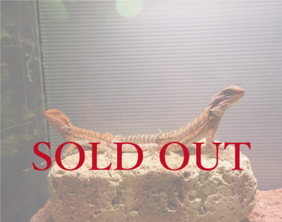 フトアゴヒゲトカゲ　ダークレッド　CB