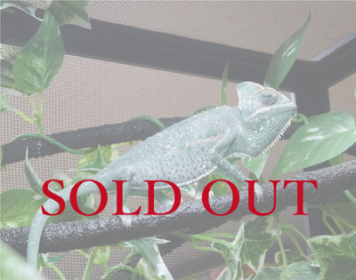 エボシカメレオン  ブルータイプ　ペア　国内CB　