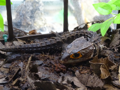 アカメカブトトカゲ　ＷＣ　ペア