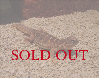 エジプトトゲオアガマ　CB　Sサイズ