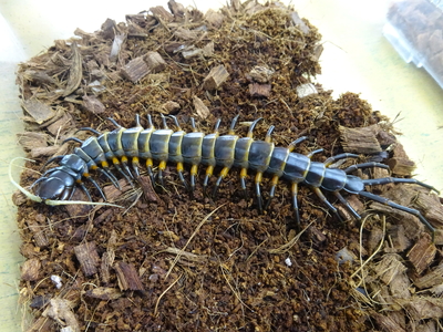 トラジャオオムカデ　ＷＤ