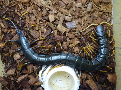 ジャワダークナイトオオムカデ　ＷＤ