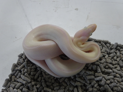 コロンビアレインボーボア　リューシスティック　CB　♀