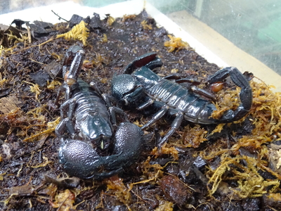 ダイオウサソリ　ＷＣ