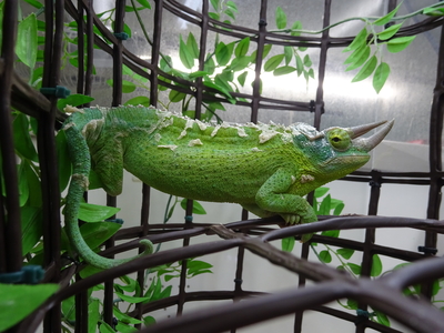 ジャクソンカメレオン 　キサントロプス　ＷＣペア