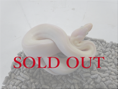 コロンビアレインボーボア　リューシスティック　CB　♀