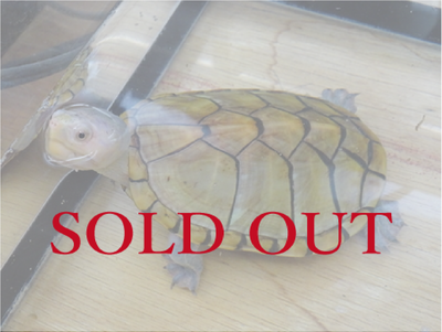 ハーレラドロガメ　ペア　2023国内CB