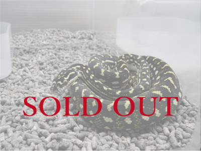 ダイアモンドジャングル&times;ブレドル 　CB