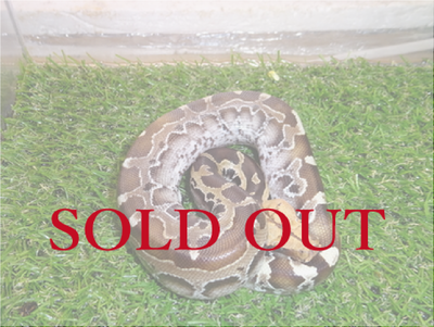 ボルネオブラッドパイソン　CB