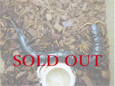 ジャワダークナイトオオムカデ　ＷＤ