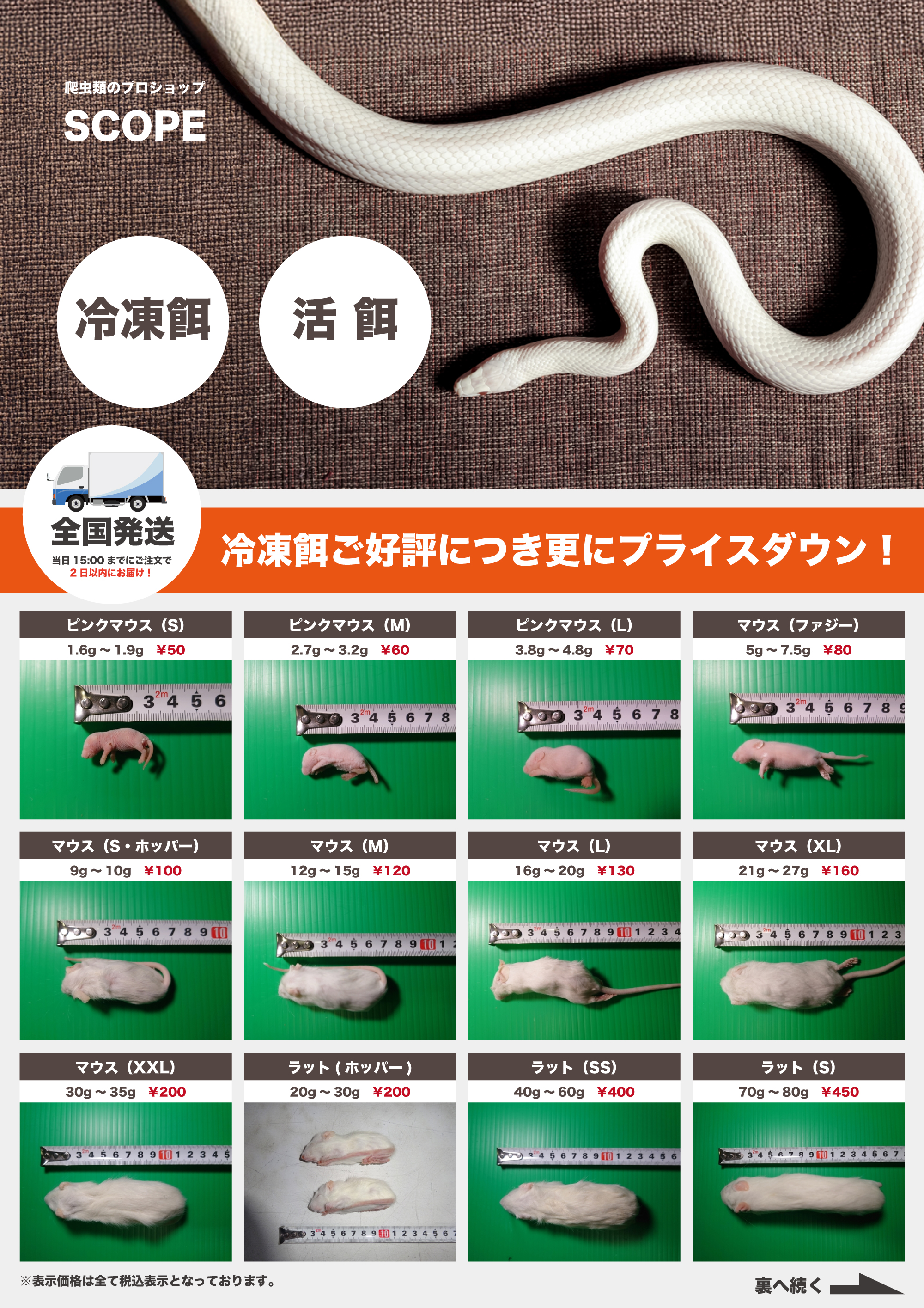 爬虫類のプロショップ SCOPE | 岡山での爬虫類・両生類・タランチュラ