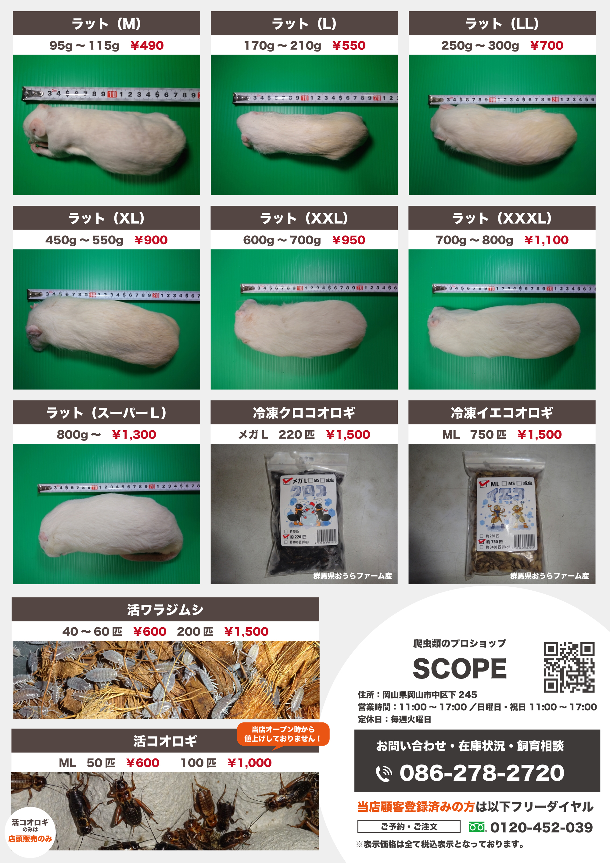 爬虫類のプロショップ SCOPE | 岡山での爬虫類・両生類・タランチュラ