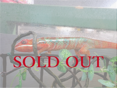 パンサーカメレオン アンビローブ　国内CB