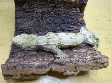 ジャイアントゲッコー　ヌアミ　国内CB