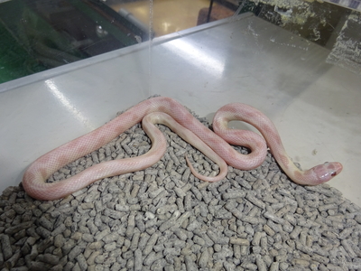 CAキングスネーク　ピンクパール　♂
