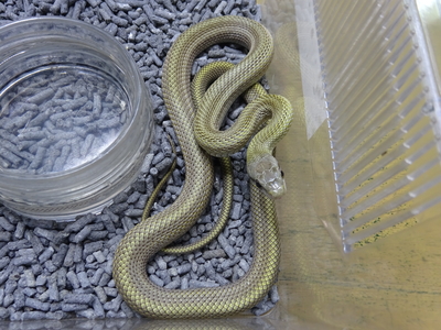 クナシリアオダイショウ  ベビー　2025