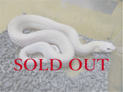 セイブシシバナヘビ リューシスティック　2023CB♂