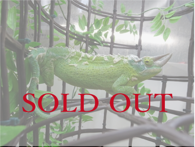 ジャクソンカメレオン 　キサントロプス　ＷＣペア