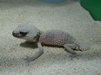 オビタマオヤモリ　Ｓサイズ