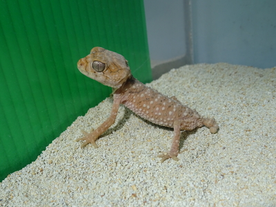 オニタマオヤモリ　Ｓサイズ