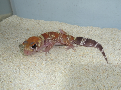 アンダーウッディサウルスミリー　ハイポ　アダルトペア