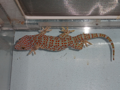 トッケイ　ノーマル CBペア